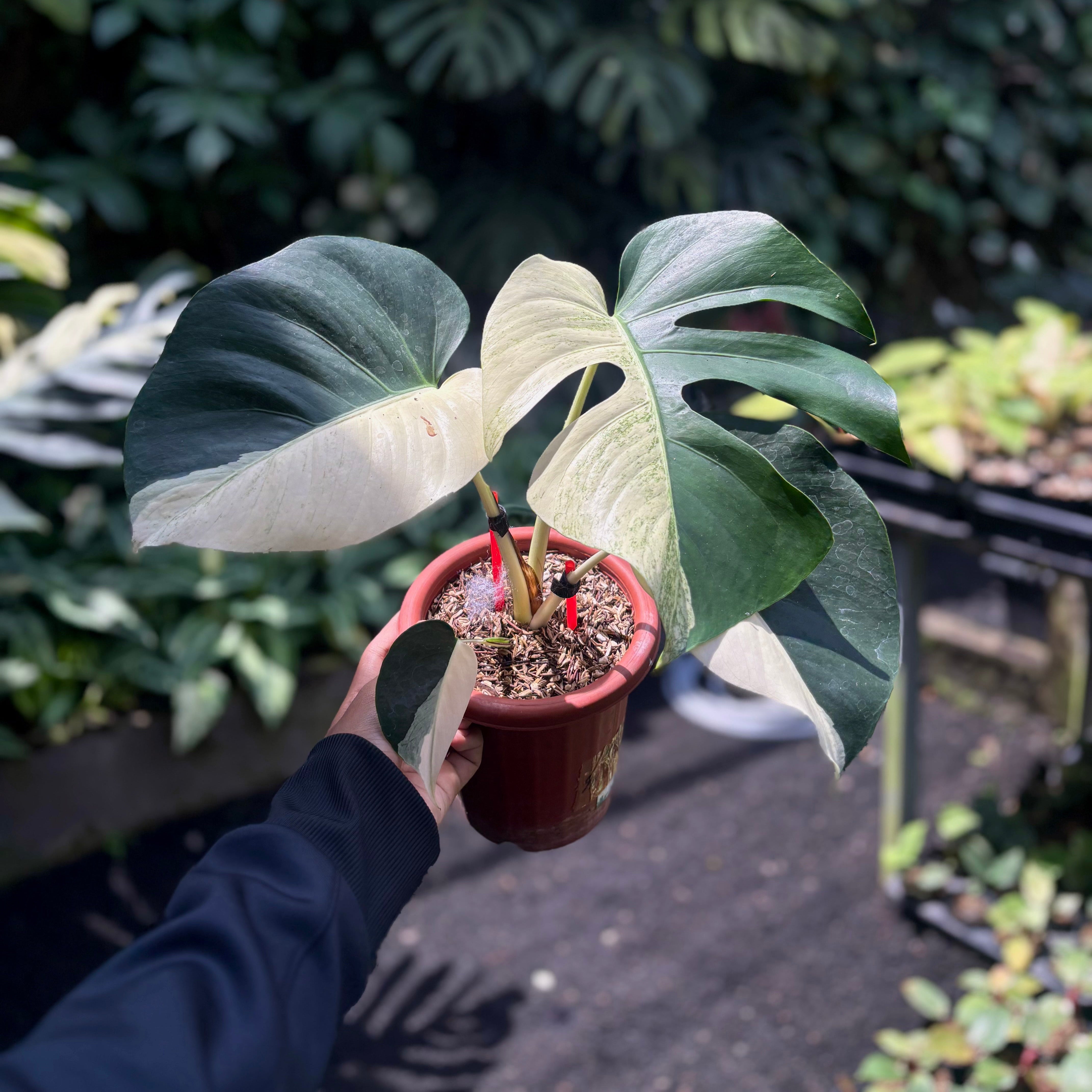 monstera jungle plant Monstera Jungle Mint Variegated