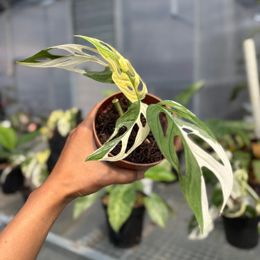 Monstera Adansonii ‘Giant’ Albo Variegated