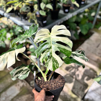 Monstera Albo White Tiger
