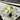 Monstera Albo White Tiger - Mature Size