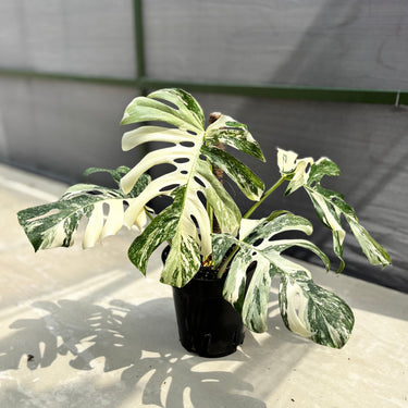 Monstera Albo White Tiger - Mature Size