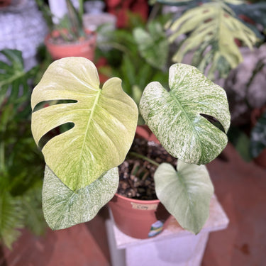Monstera Blue Mint