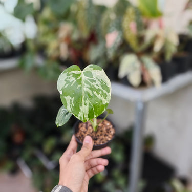 Monstera Bulbasaur