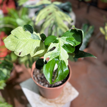 Monstera Deliciosa Ocean Lava