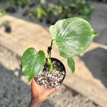 Monstera Devil Monster - Medium