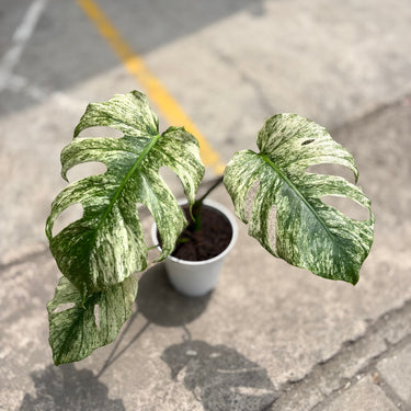 Monstera Java Sport