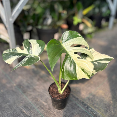 Monstera Jungle Mint Variegated