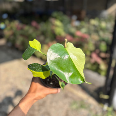 Monstera Lemon Lime