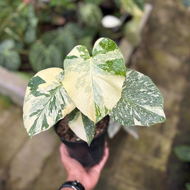 Monstera Thai Constellation Creme Brulee
