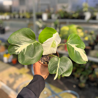 Monstera White Lava