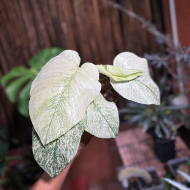 Monstera White Mint