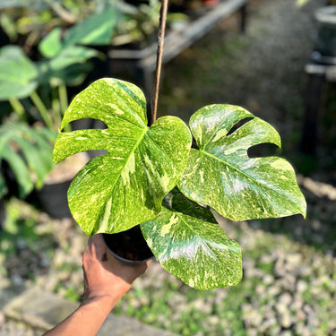 Monstera White Snow