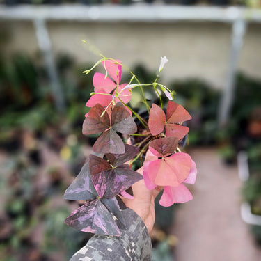 Oxalis Triangularis Variegated