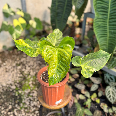 PS10-01 Anthurium Veitchii Variegated