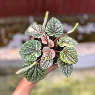 Peperomia Caperata Pink Lady
