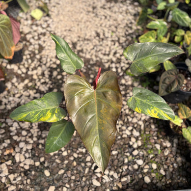 Philodendron Dark Lord Variegated