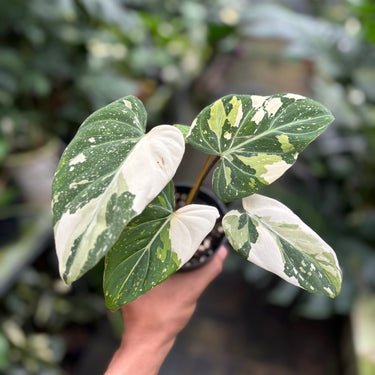 Philodendron Gloriosum Tricolor Variegated