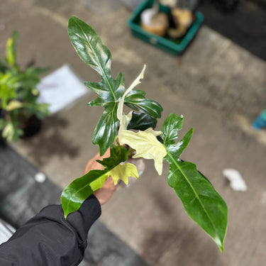 Philodendron Golden Dragon Variegated
