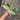 Philodendron Ilsemani Philipine