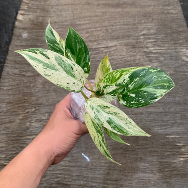 Philodendron Ilsemani Philipine