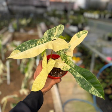 Philodendron Jennifer Variegated
