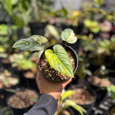 Philodendron Mamei Silver Cloud Variegated