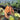 Philodendron Melanochrysum Pink Orange Variegated - Hand holding a small potted plant with pink and green leaves in a greenhouse setting.
