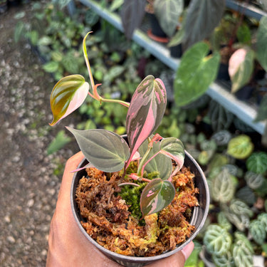 Philodendron Micans Pink Variegated
