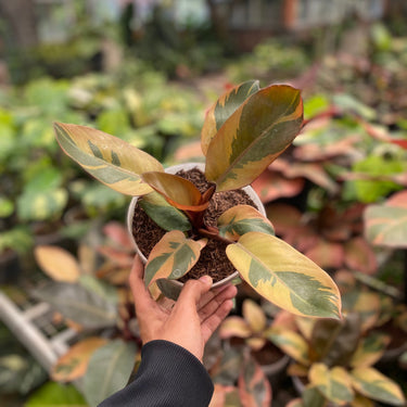 Philodendron black cardinal variegated