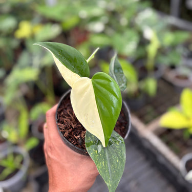 Philodendron hederaceum albo variegated