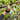 Platycerium Banna A
