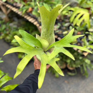 Platycerium Bifurcatum Talnadge