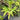Platycerium Bifurcatum Talnadge