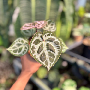Ps10-02 Anthurium Silver Kos x Michelle