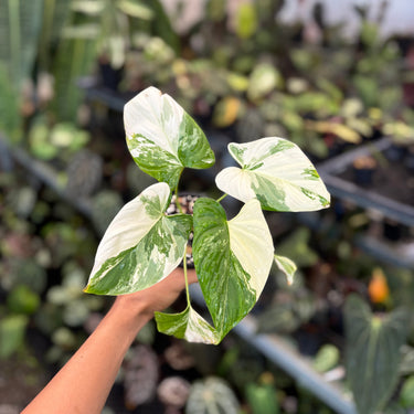 Ps10-03 Homalomena Pendula Variegated