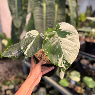 Ps10-04 Monstera Jungle Mint