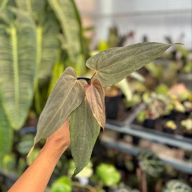 Ps10-05 Anthurium Cherry Blood