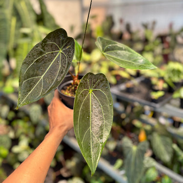 Ps10-07 Anthurium Forgetii Narrow