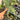 Ps10-09 Anthurium Delta Force