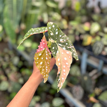 Ps10-10 Begonia Maculata Variegated