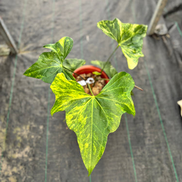Ps10-14 Anthurium Pterodactyl Aurea Variegated - Mature