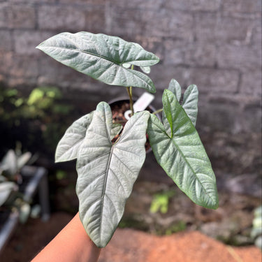 Ps10-15 Alocasia āCorazonā