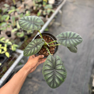 Ps10-16 Alocasia Dragon Scale