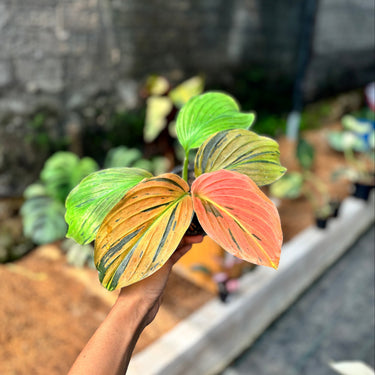 Ps10-17 Kaempferia Pulchra Variegated