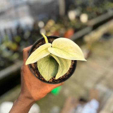 Scindapsus White Mint
