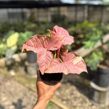 Syngonium Pink Candy