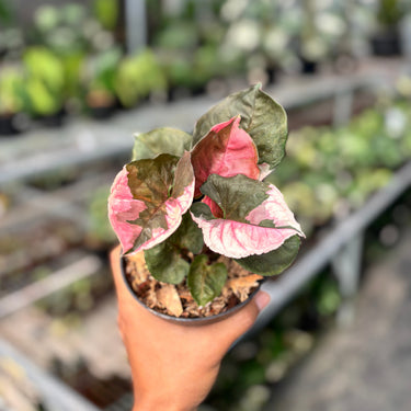 Syngonium Strawberry Ice Galaxy