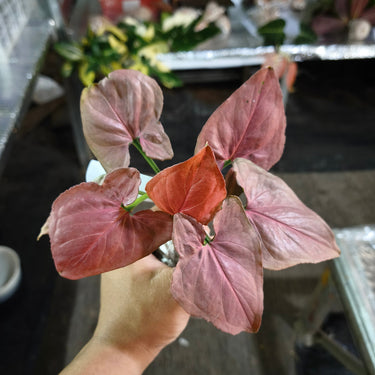 Syngonium pink perfection