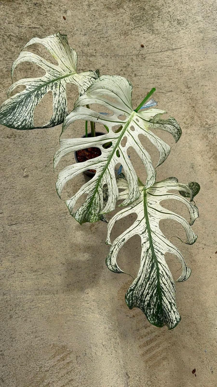 devil monster monstera Monstera Devil Monster