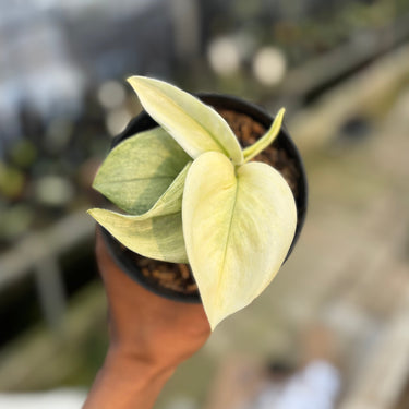 Scindapsus White Mint